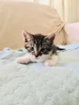 Patota Cats