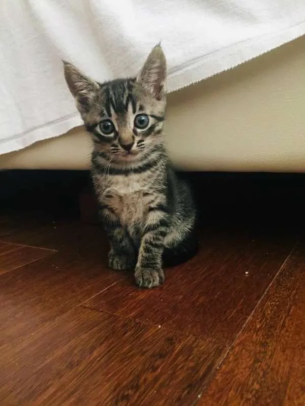 Gato ra a SRD idade 2 a 6 meses nome Patota Cats