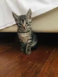 Patota Cats