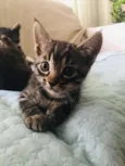 Patota Cats