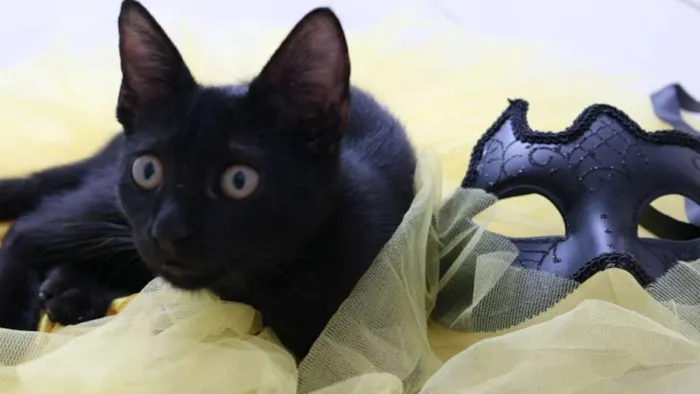 Gato ra a Srd idade 2 a 6 meses nome Chokito