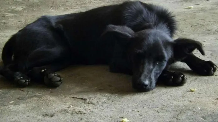 Cachorro ra a SDR idade 1 ano nome Biscoito