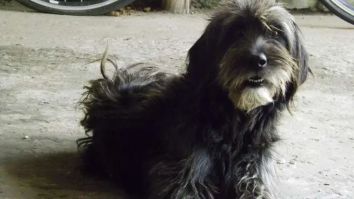 Cachorro ra a SRD idade 4 anos nome Fifi
