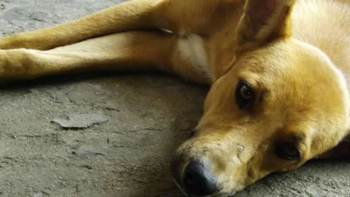 Cachorro ra a SRD idade 2 anos nome Suri