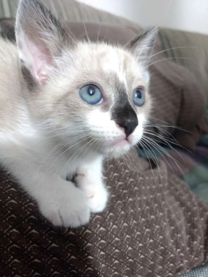 Gato ra a Srd idade 2 a 6 meses nome Chantilly