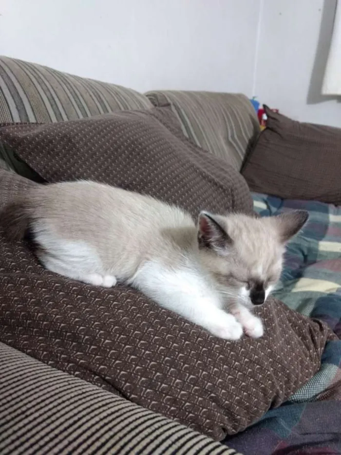 Gato ra a Srd idade 2 a 6 meses nome Chantilly