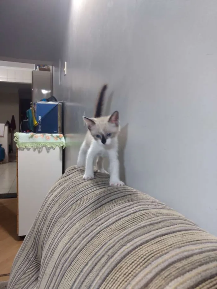 Gato ra a Srd idade 2 a 6 meses nome Chantilly