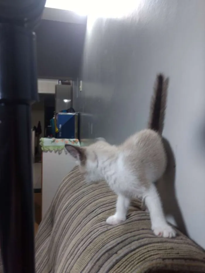 Gato ra a Srd idade 2 a 6 meses nome Chantilly