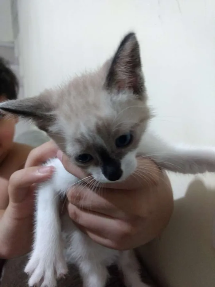 Gato ra a Srd idade 2 a 6 meses nome Chantilly