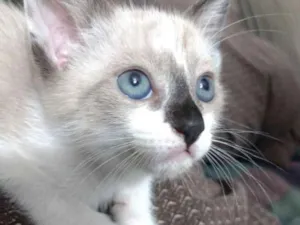 Gato raça Srd idade 2 a 6 meses nome Chantilly