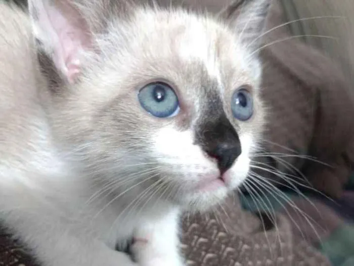 Gato ra a Srd idade 2 a 6 meses nome Chantilly