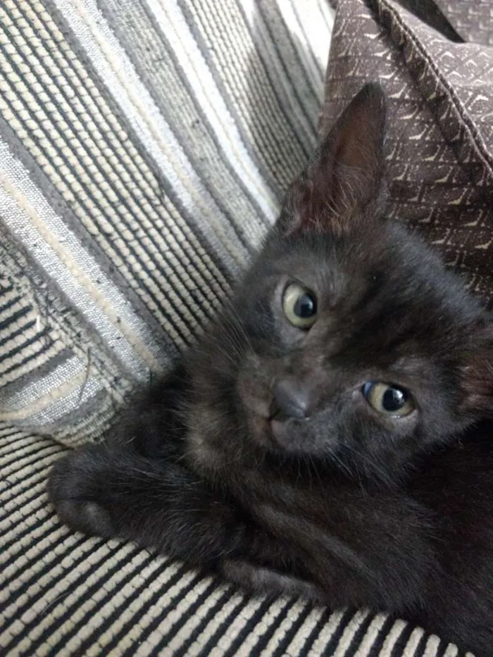 Gato ra a Srd idade 2 a 6 meses nome Feijoada