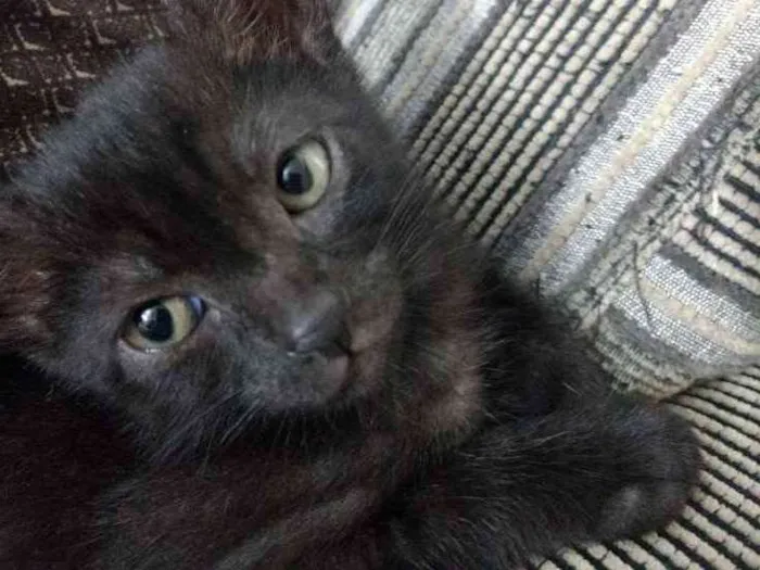 Gato ra a Srd idade 2 a 6 meses nome Feijoada