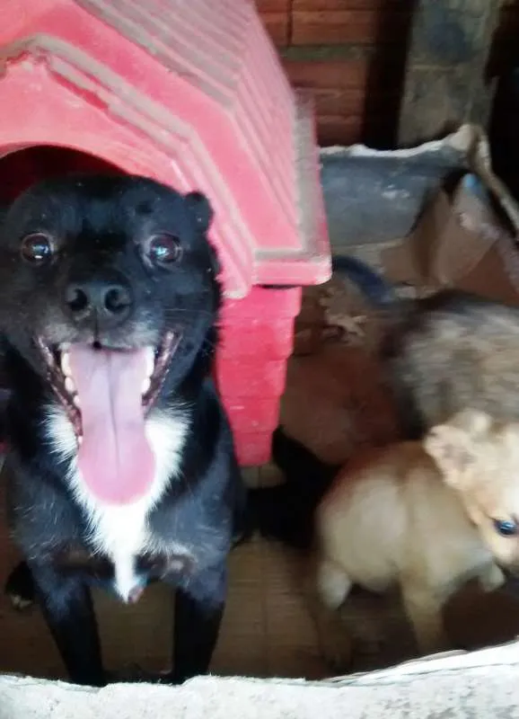 Cachorro ra a SRD idade 2 anos nome Juca