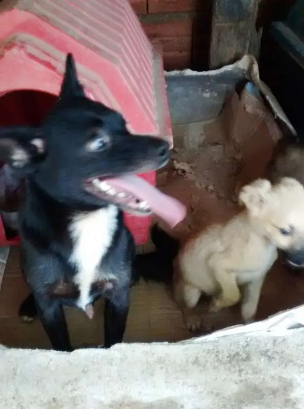 Cachorro ra a SRD idade 2 anos nome Juca