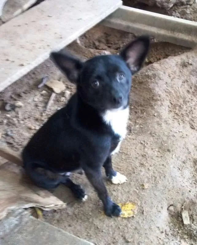 Cachorro ra a SRD idade 2 anos nome Juca
