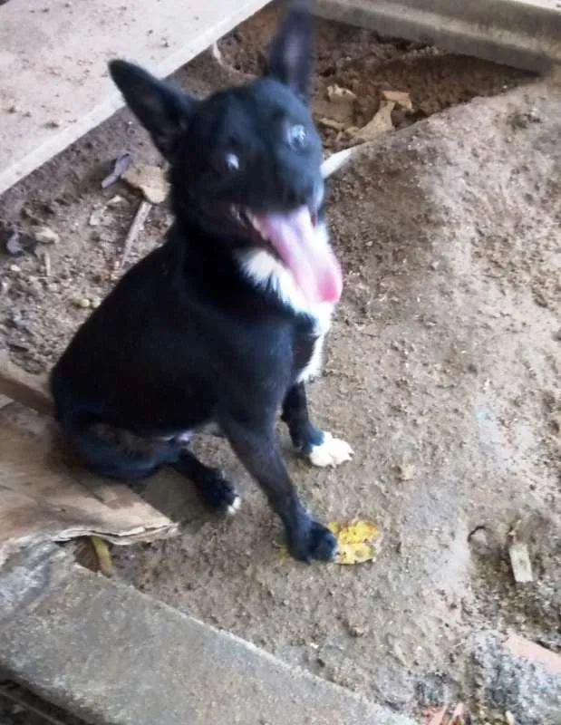 Cachorro ra a SRD idade 2 anos nome Juca