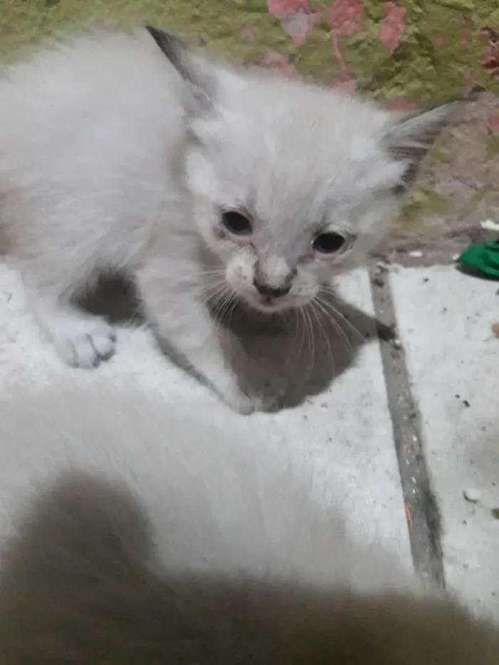 Gato ra a Sem raça  idade Abaixo de 2 meses nome Não tem nome ainda 