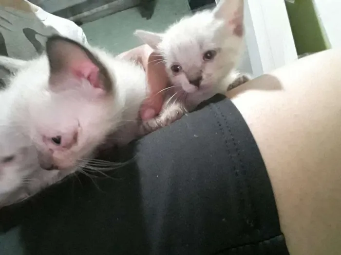 Gato ra a Sem raça  idade Abaixo de 2 meses nome Filhotinhos