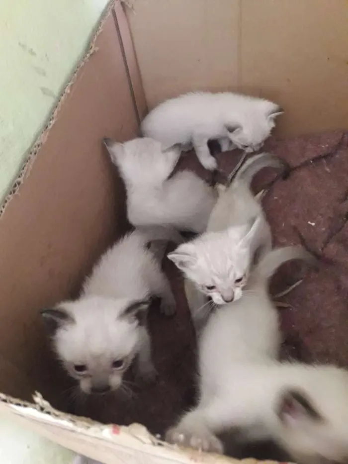 Gato ra a Sem raça  idade Abaixo de 2 meses nome Filhotinhos