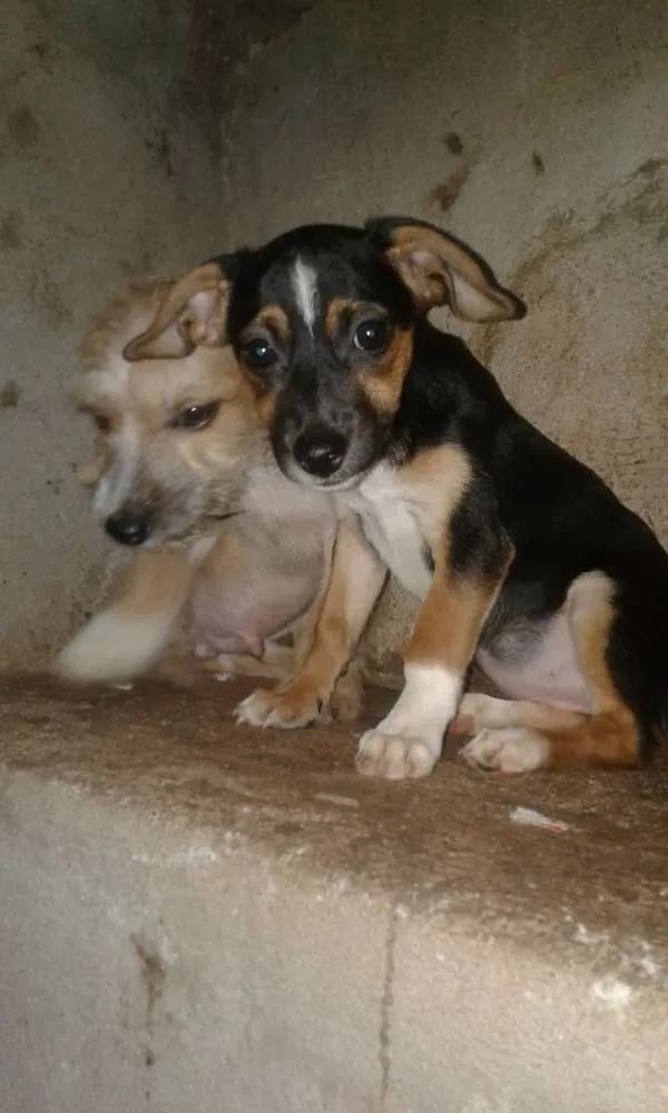 Cachorro ra a Vira lata  idade 2 a 6 meses nome Não tem 