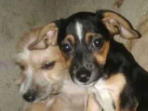 Cachorro raça Vira lata  idade 2 a 6 meses nome Não tem 