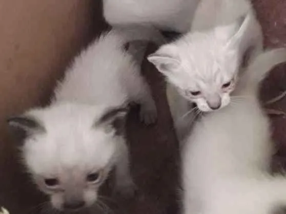 Gato ra a Sem raça  idade Abaixo de 2 meses nome Filhotinhos