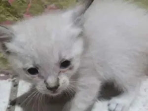 Gato raça Sem raça  idade Abaixo de 2 meses nome Não tem nome ainda 