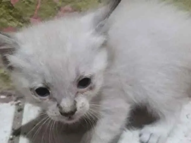 Gato ra a Sem raça  idade Abaixo de 2 meses nome Não tem nome ainda 