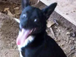 Cachorro raça SRD idade 2 anos nome Juca