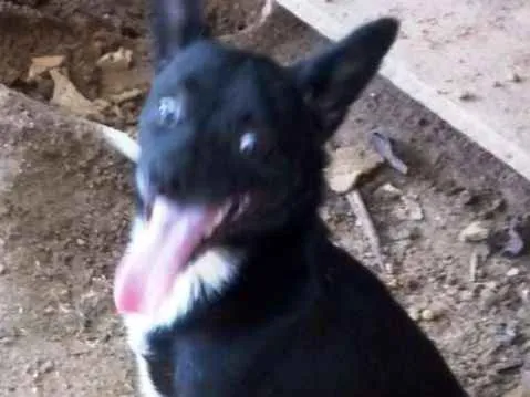 Cachorro ra a SRD idade 2 anos nome Juca