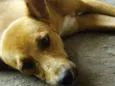 Suri
