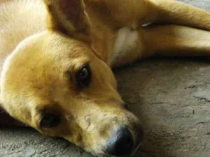 Cachorro raça SRD idade 2 anos nome Suri