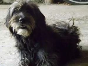 Cachorro raça SRD idade 4 anos nome Fifi