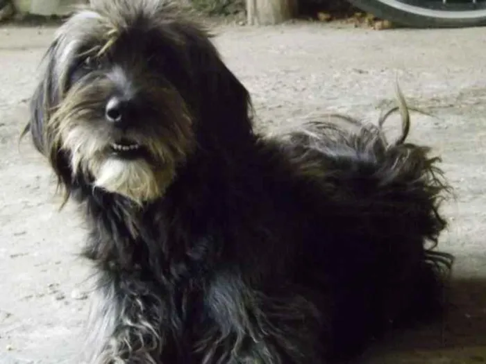 Cachorro ra a SRD idade 4 anos nome Fifi
