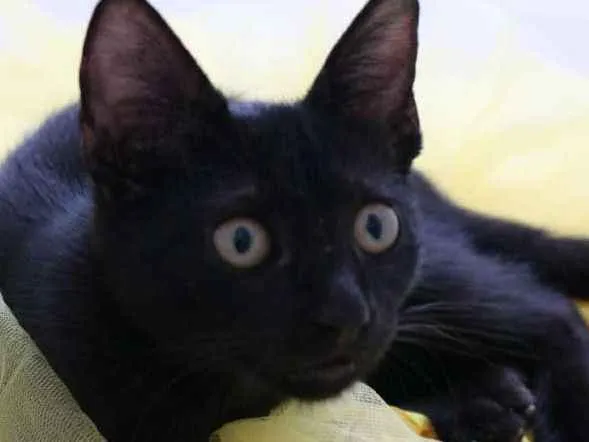Gato ra a Srd idade 2 a 6 meses nome Chokito
