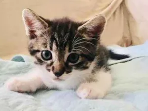 Gato raça SRD idade 2 a 6 meses nome Patota Cats