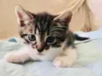 Patota Cats