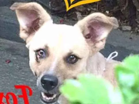 Cachorro ra a SRD idade 5 anos nome Fox