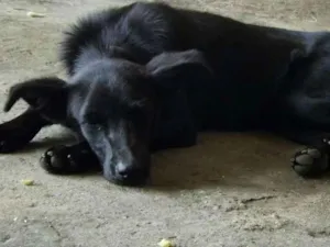 Cachorro raça SDR idade 1 ano nome Biscoito