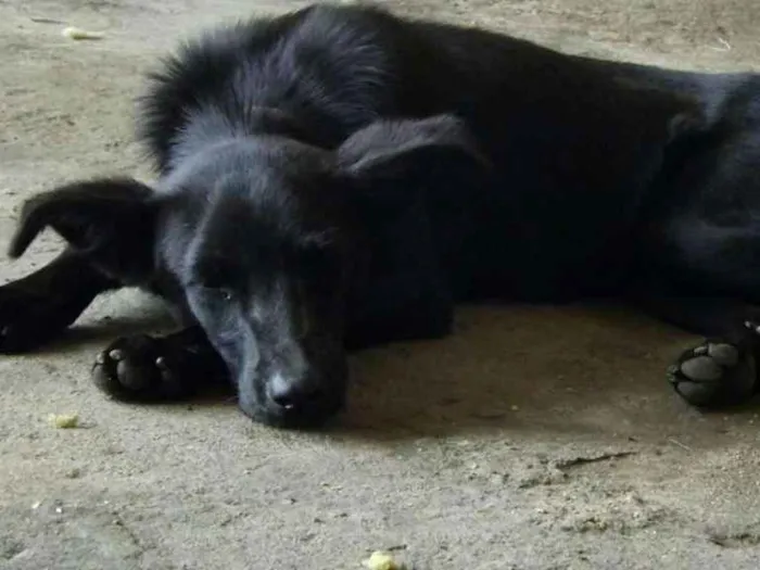 Cachorro ra a SDR idade 1 ano nome Biscoito