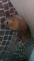 Fofinhos