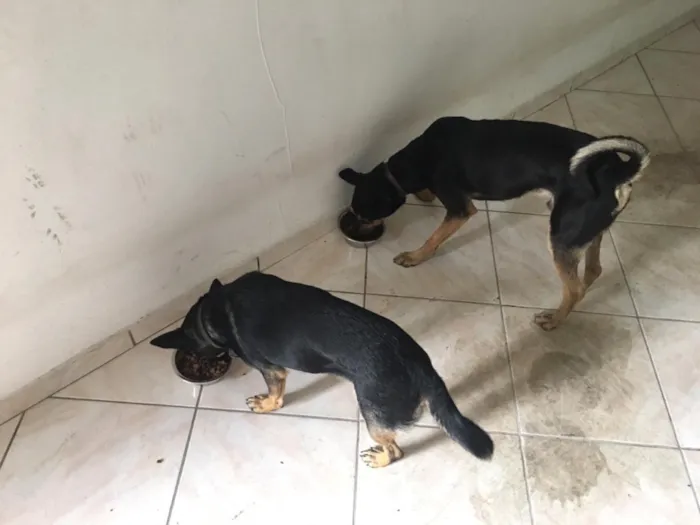 Cachorro raça SRD  idade 2 anos nome Protetor e Mel
