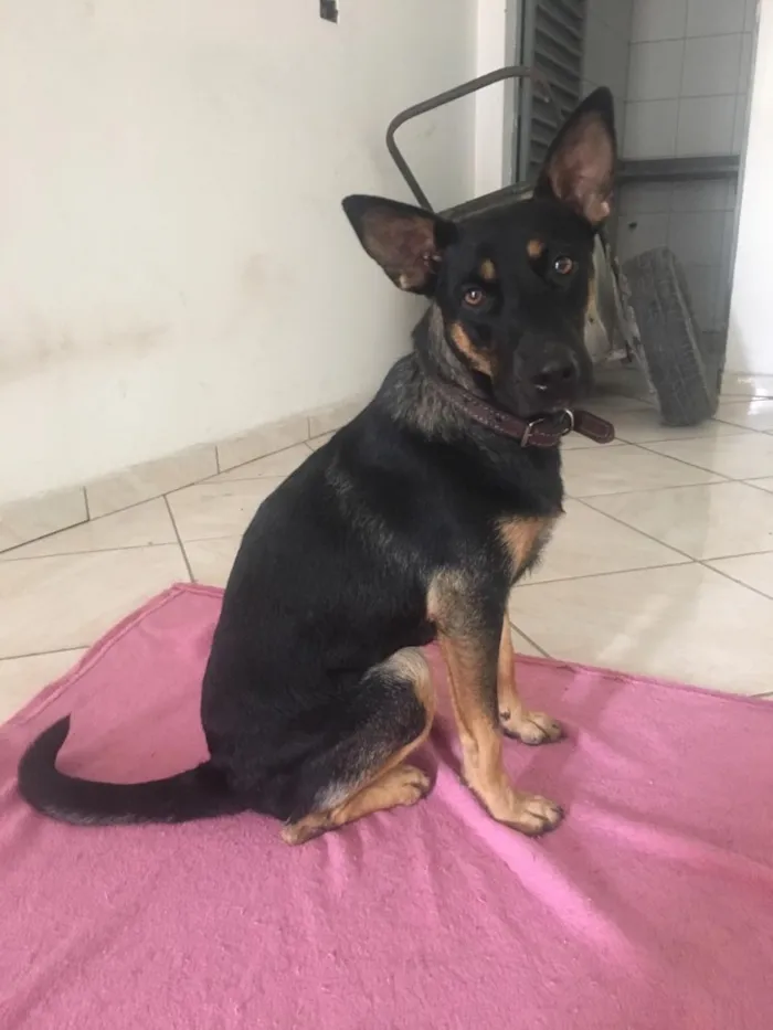 Cachorro raça SRD  idade 2 anos nome Protetor e Mel