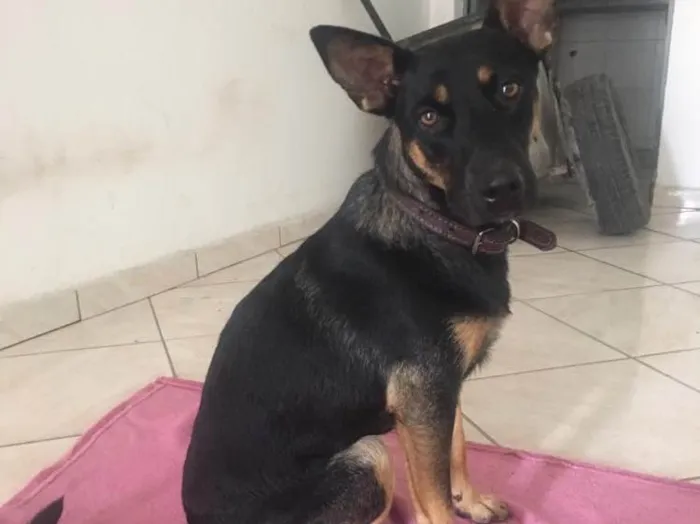 Cachorro raça SRD  idade 2 anos nome Protetor e Mel