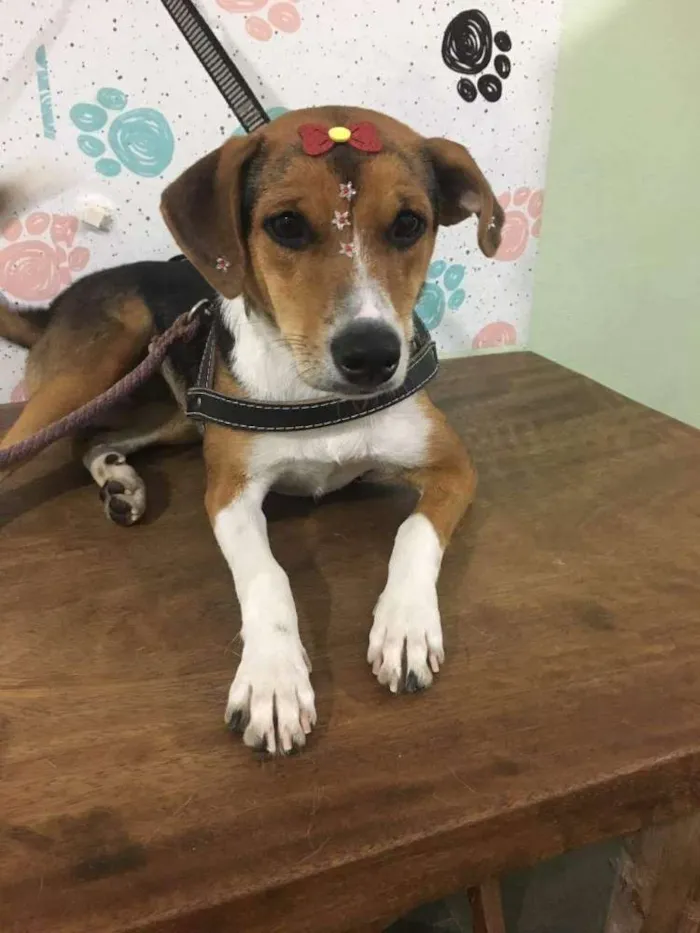 Cachorro ra a SRD idade 3 anos nome Lika