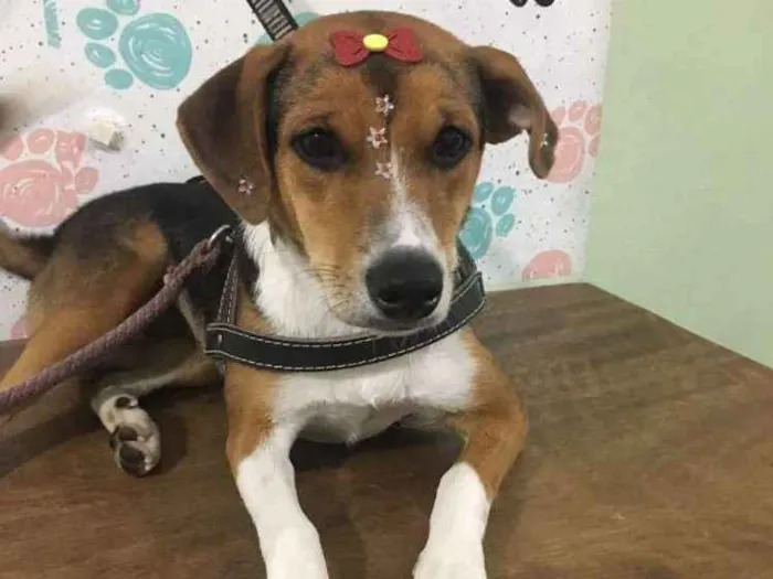 Cachorro ra a SRD idade 3 anos nome Lika