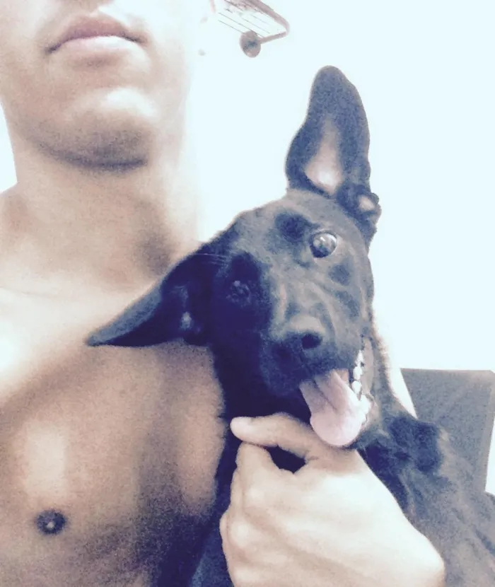 Cachorro ra a SRD idade 7 a 11 meses nome Dunga