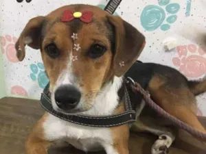 Cachorro raça SRD idade 3 anos nome Lika