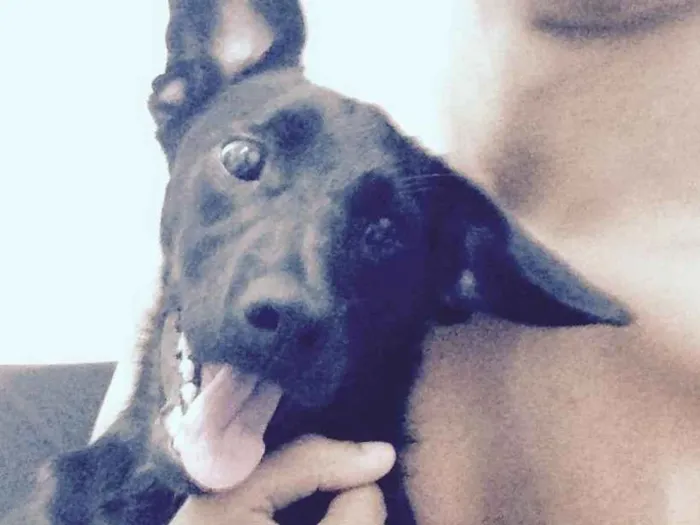 Cachorro ra a SRD idade 7 a 11 meses nome Dunga